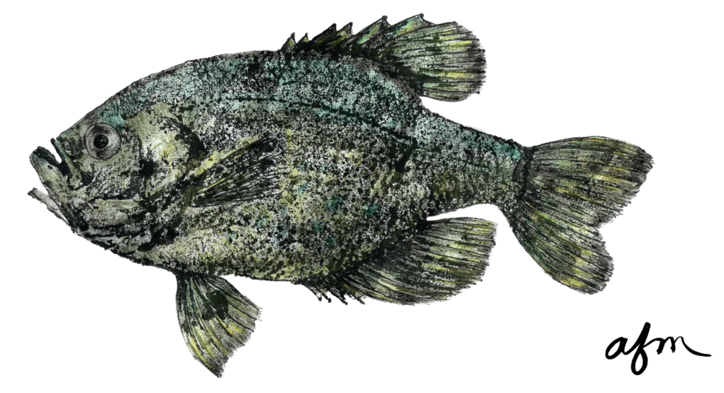 Crappie Caddy in Black with Rope