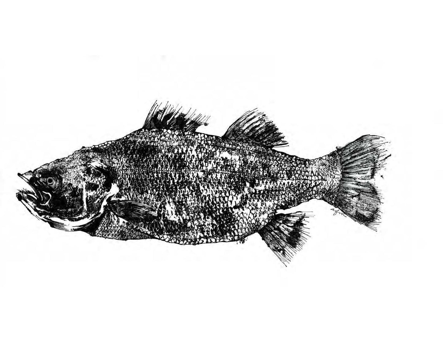 B&W Striped Bass Dashboard Hat in Black